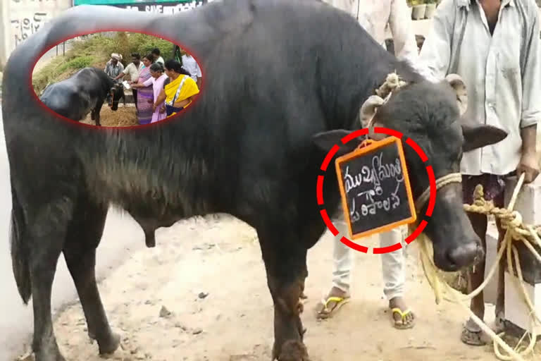 farmers gave Memorandum to a male buffalo