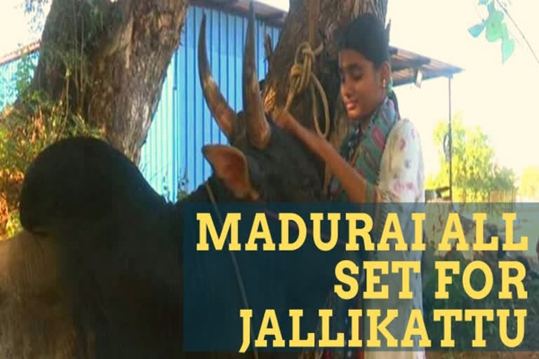 A Madurai teenager preps her bull for traditional Jallikattu festival