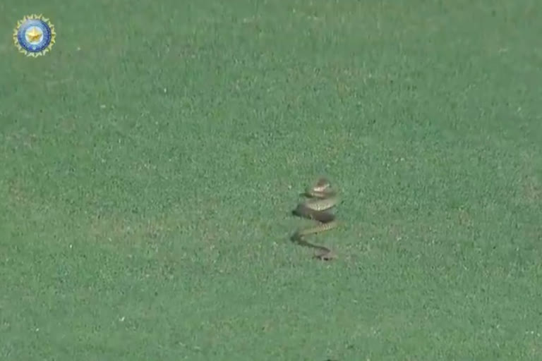 2 snakes interrupt Mumbai vs Karnataka Ranji Trophy match