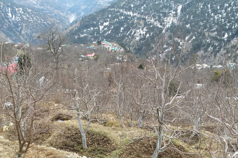 apple farmers started pruning in kinnaur