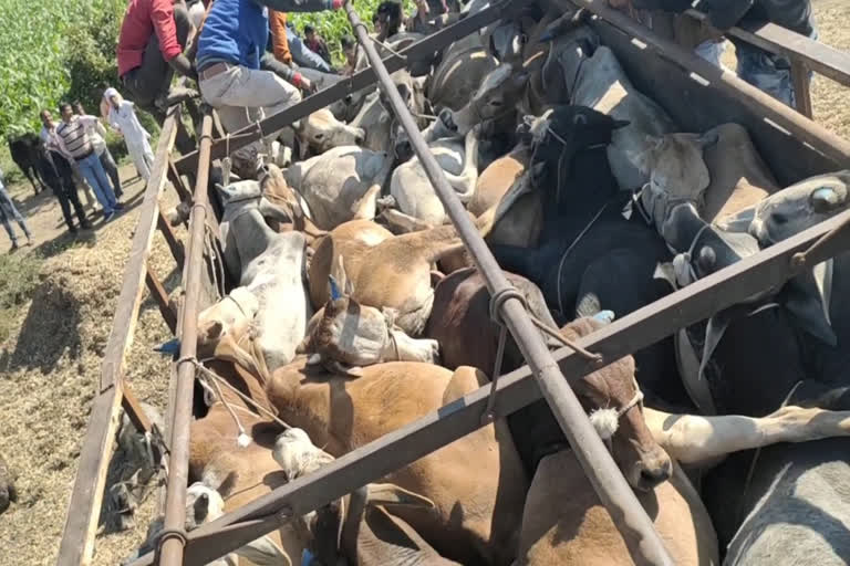 with-the-help-of-villagers-the-police-caught-a-truck-filled-with-cows-in-khandwa