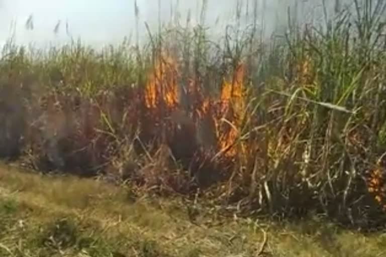 Sugar cane field burnt in to ash due to short circuit