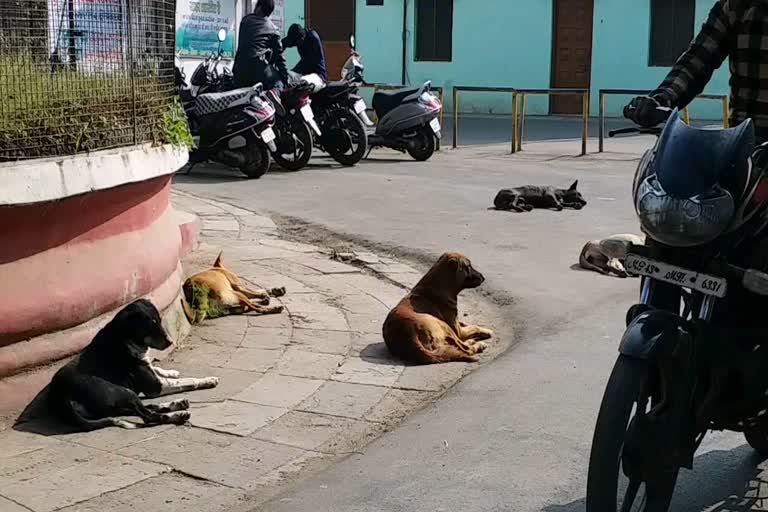 Stray dogs roaming the city