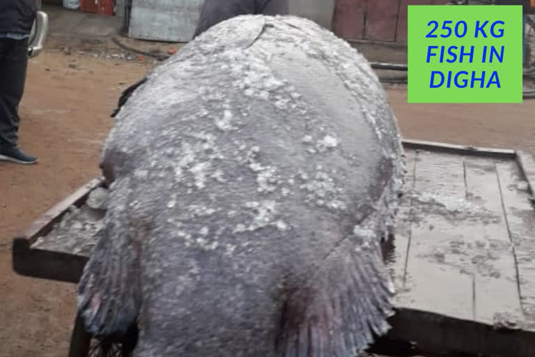 250 kg fish in Digha