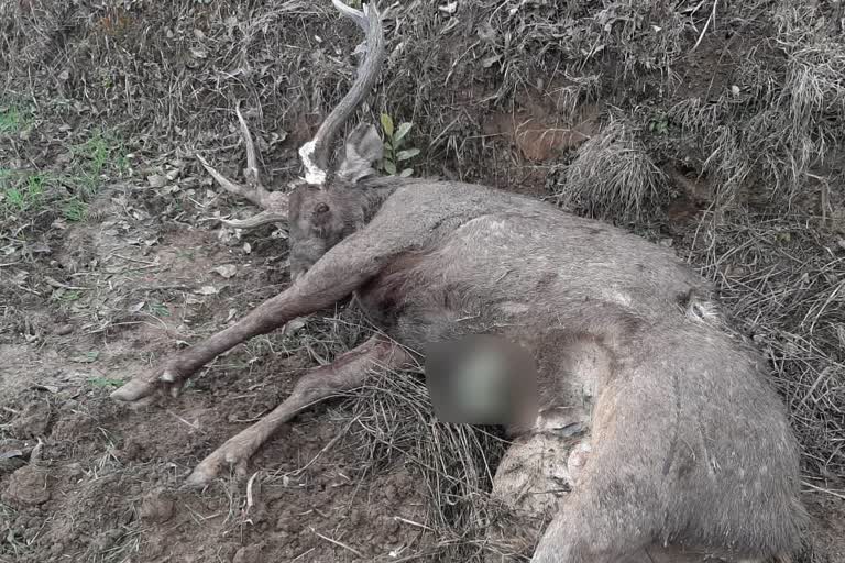 chamois deer found dead in fields near sundernagar