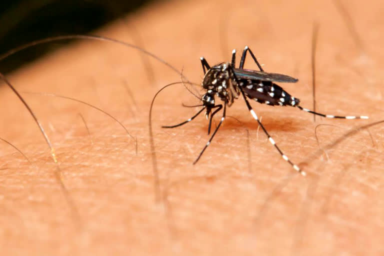 dengue kills 2 people in delhi last year 2019