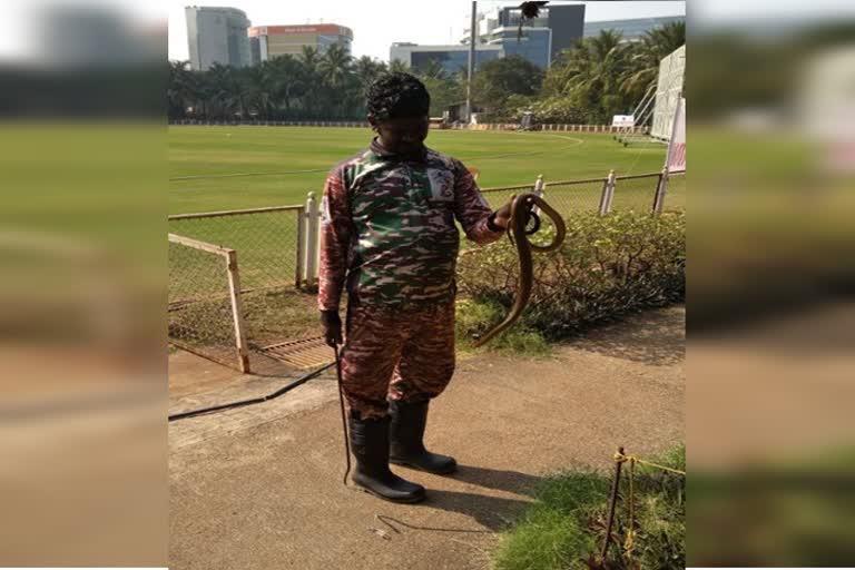 ranji-trophy-snake-catcher-seizes-two-snakes-from-ground-during-mumbai-vs-karnataka-match