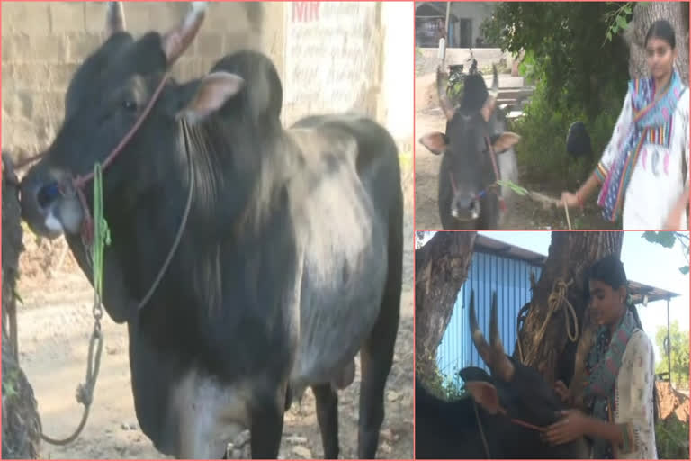 A Madurai teenager preps her bull for traditional Jallikattu festival