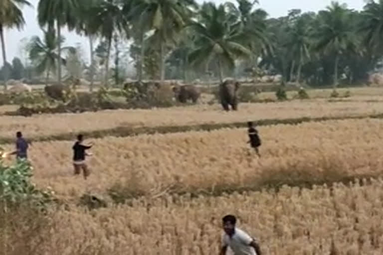 elephants entered in srikakulam dst