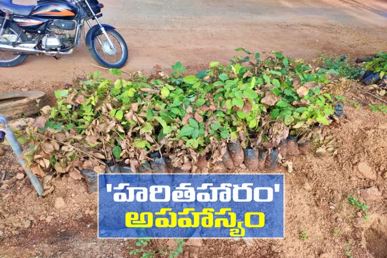 GHMC officials negligence of Haritha Haram in  Gachibowli