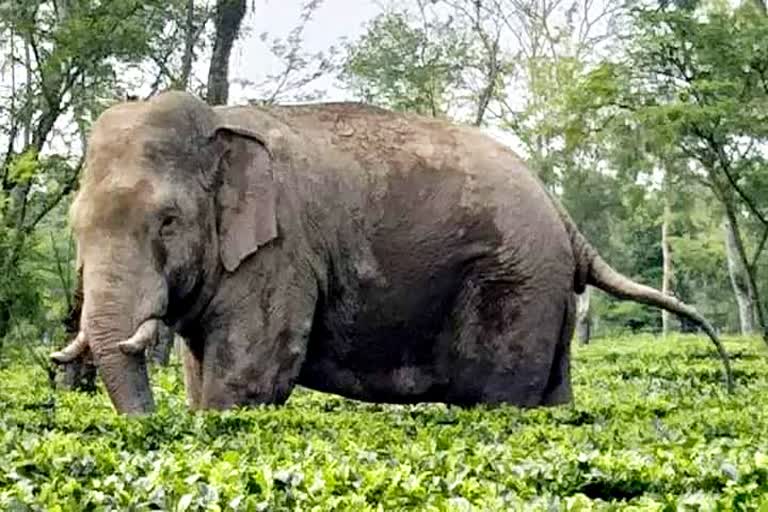 Elephant new name Lahict