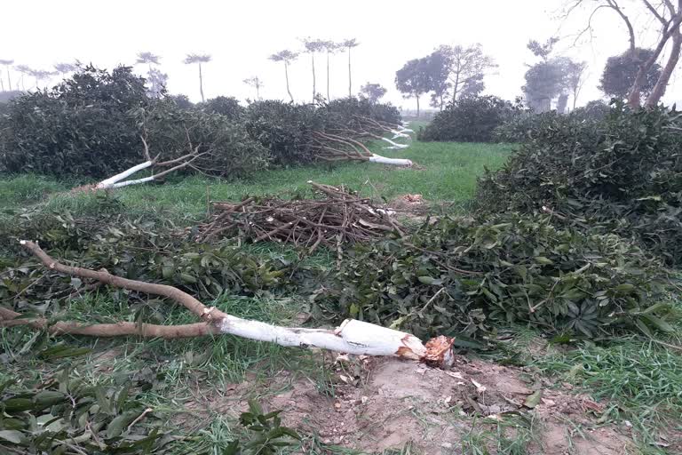 Hundreds of trees were cut in katihar