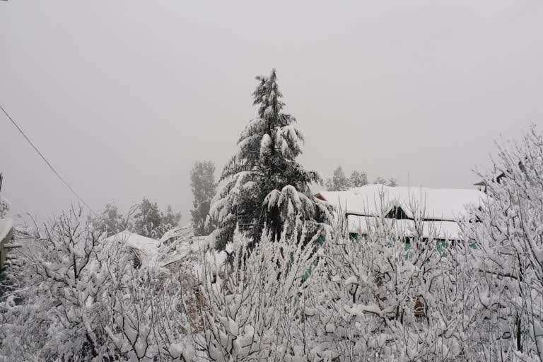 heavy snowfall in kinnaur