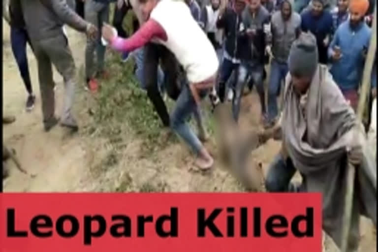 leaopard killed in Bijnor by villagers  വിദ്യാര്‍ഥിയെ ആക്രമിച്ച പുലിയെ വെടിവെച്ച് കൊന്നു  Villagers kill leopard after it mauls schoolboy to death in Bijnor