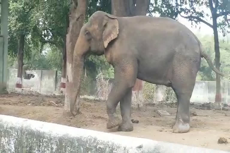 Elephant  becomes uncontrollable at Kamla Nehru zoological museum in indore