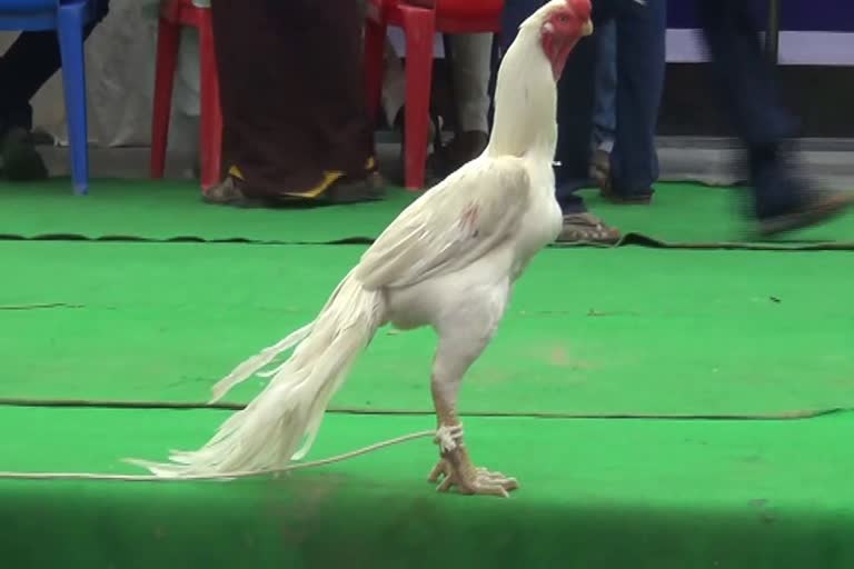 Poultry exhibition at dharmapuri