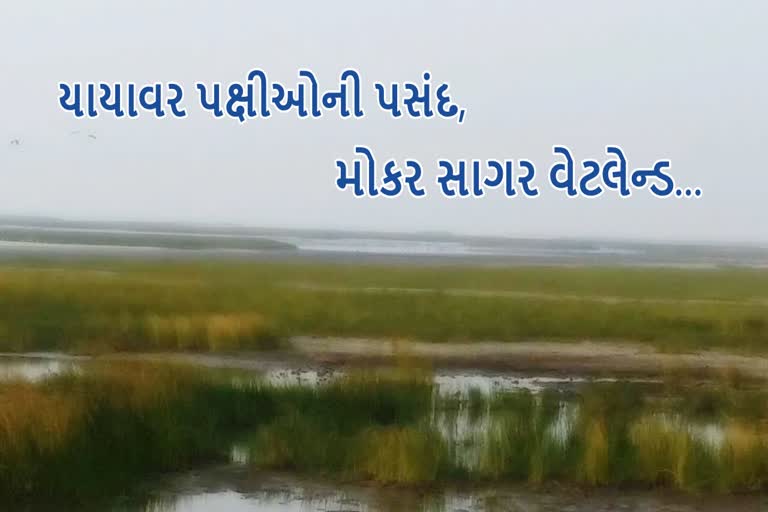 યાયાવર પક્ષીઓની પસંદગીનું સ્થળ મોકર સાગર વેટલેન્ડ