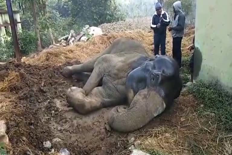 Elephant Sick from cold in seraikela