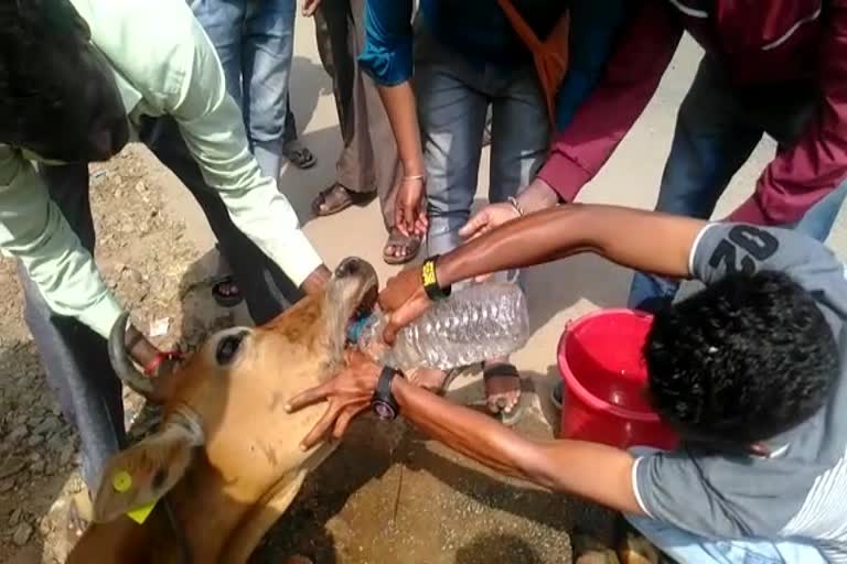 People protect a Cow which falling on the road by accident