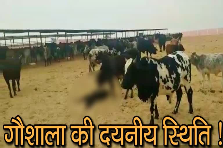 नंदी गौशाला में गायों की मौत,Nandi Gaushala of Bikaner, Gauvansh died in Nandi Gaushala