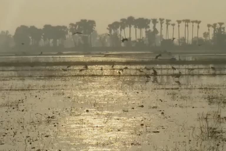 bird counting