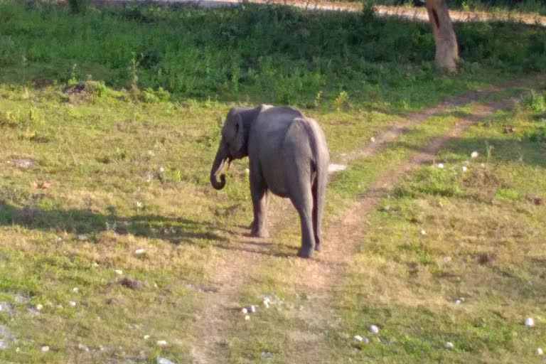 কলিয়াবৰত বন‍্যহস্তীৰ সন্ত্ৰাস