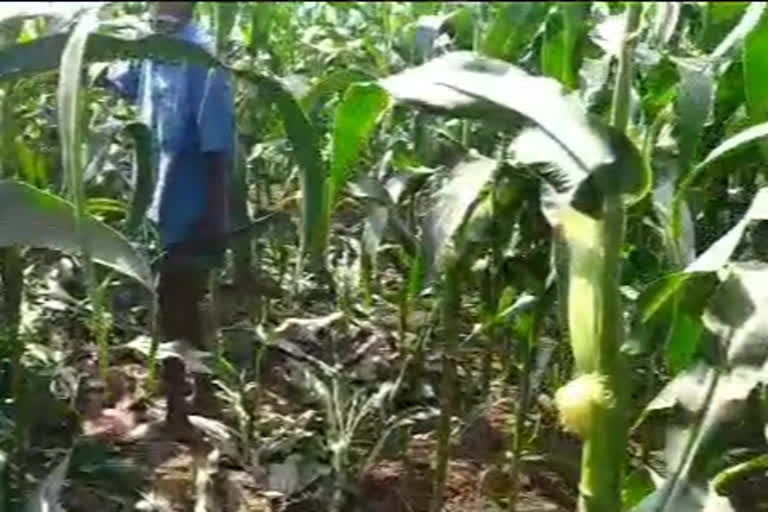 elephants in vegetabele plants at srikakulam