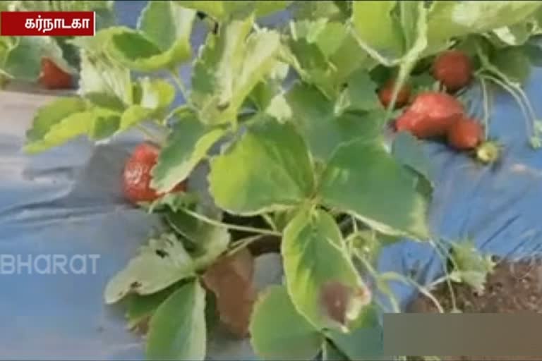 karnataka-aeronautical-engineer-got-success-in-strawberry-farming