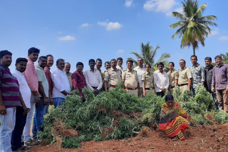 ಚಾಮರಾಜನಗರದಲ್ಲಿ ಗಾಂಜಾ ವಶಕ್ಕೆ , Possession of marijuana in Chamarajanagar