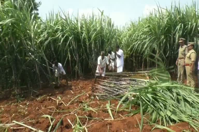 Trichy central jail prisoners doing Sugarcane Harvest