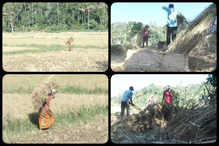 പടിയിറങ്ങി ഹൈറേഞ്ചിലെ നെല്‍കൃഷി; കൈത്താങ്ങായി അന്യ സംസ്ഥാന തൊഴിലാളികൾ