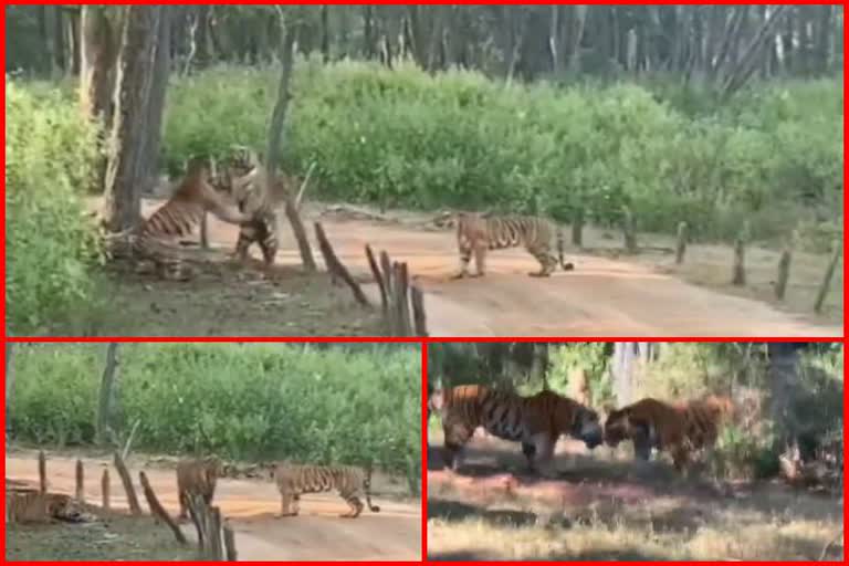 Battle of tigers in Kanha Tiger Reserve