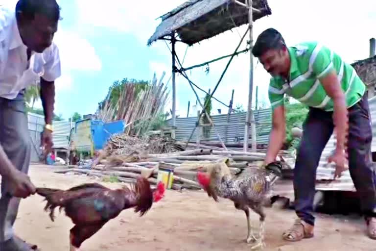 சேவச் சண்டை திருவிழா, pongal festival karur cock fighting, karur cock fighting waiting for court permission, நீதிமன்ற அனுமதிக்காக காத்திருக்கும் சேவச் சண்டை திருவிழா