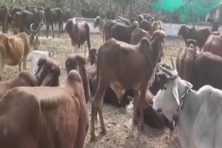 trucks with 96 cows