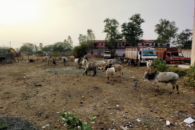 police rescued the illegally transport cattle In Rajgarh