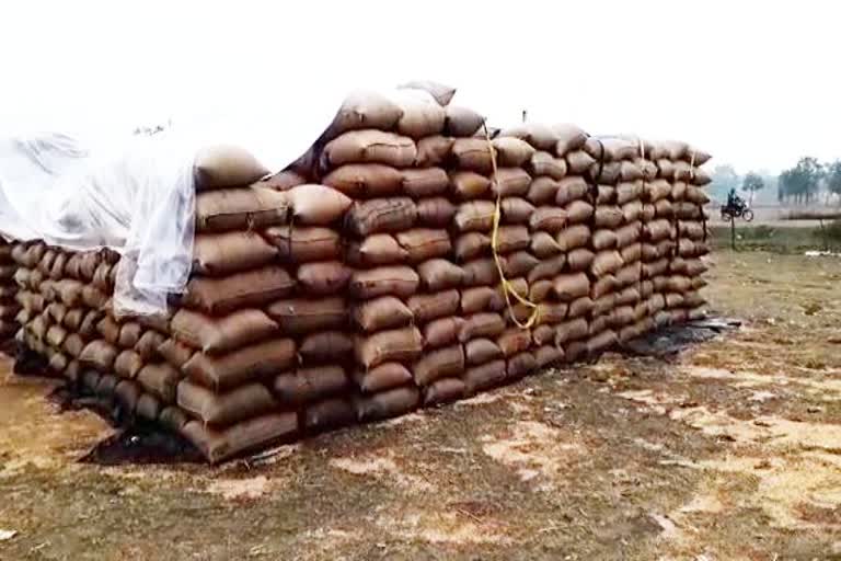 Paddy kept in procurement centers due to rain