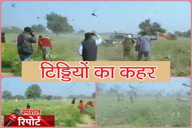 पाली में टिड्डियों का प्रकोप, पाली लेटेस्ट हिंदी खबर, pali latest hindi news, pali locust attack news, locust problem rajasthan news, राजस्थान टिड्डी समस्या