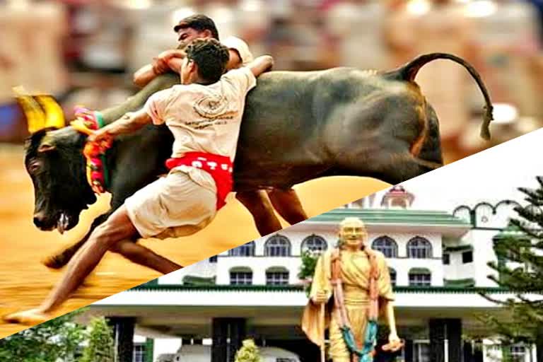 madurai high court bench asking, madurai high court bench about jallikattu,  மதுரை ஜல்லிக்கட்டு, ஜல்லிக்கட்டு திருவிழா