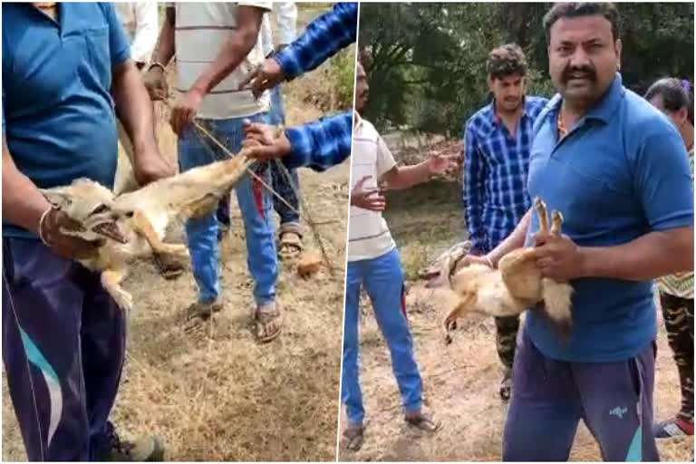 ವಿಜಯಪುರ ಕೋರ್ಟ್​ ಸಂಕೀರ್ಣದಲ್ಲಿ ನರಿ, Fox in vijayapura district court premises