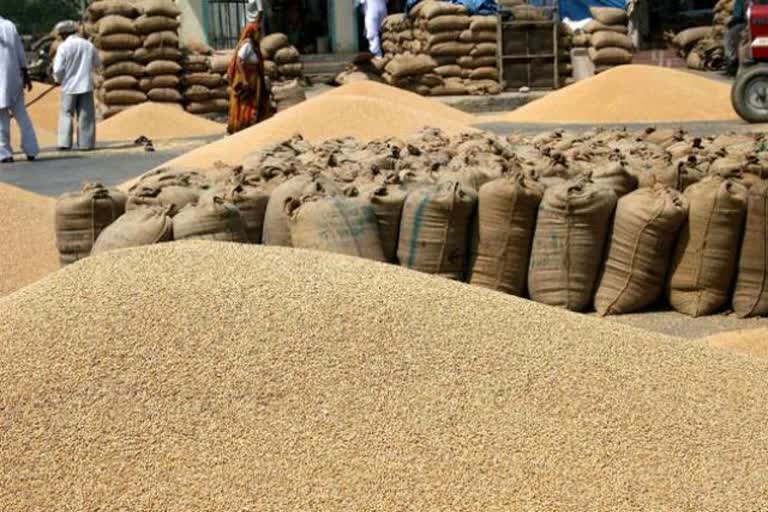 paddy crop selling crop haryana