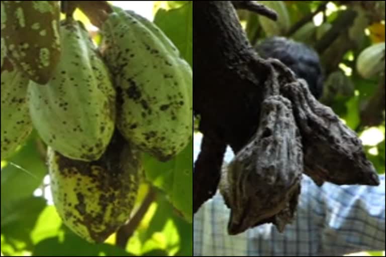 Cocoa cultivation in crisis with agricultural crops  കാര്‍ഷിക വിളകള്‍ക്കൊപ്പം കൊക്കോ കൃഷിയും പ്രതിസന്ധിയില്‍  cocoa cultivation