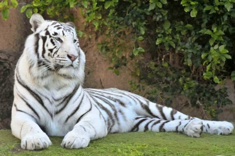 White Tigress