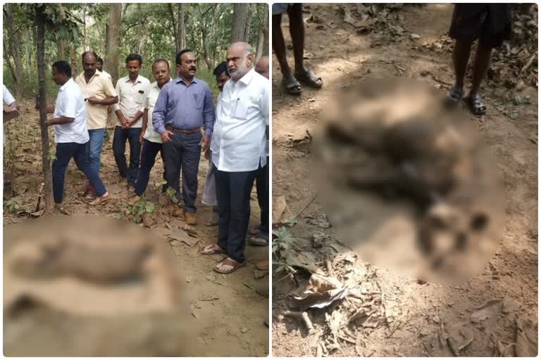 Elephant cub  Death in sirasi