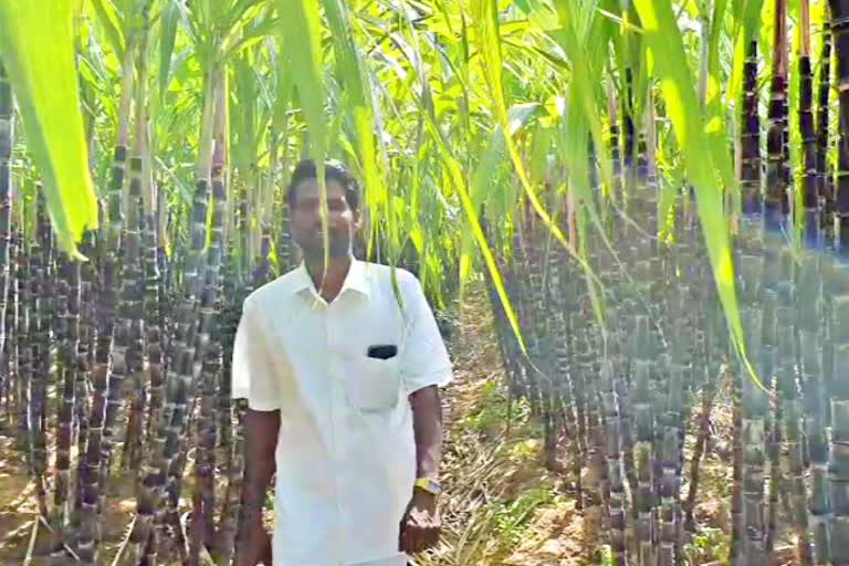 pongal sugarcane harvest is good in nagai, sugarcane rate is very low in market, பொங்கல் விளைச்சல் அமோகம், கரும்புக்கு விலை இல்லை, கரும்பு விவசாயிகள் கவலை