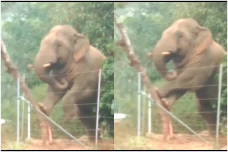 Elephant try to to dismantle the tree in hassan