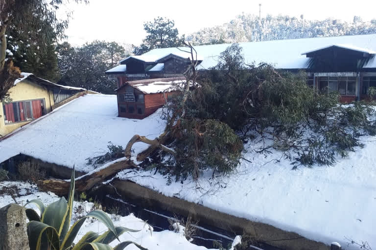 Tree fell on HPU girls hostel after heavy snowfall