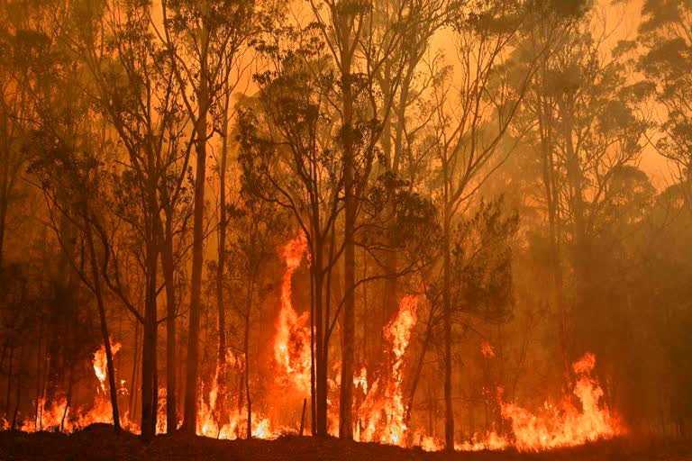 sikh community helping bushfire victims