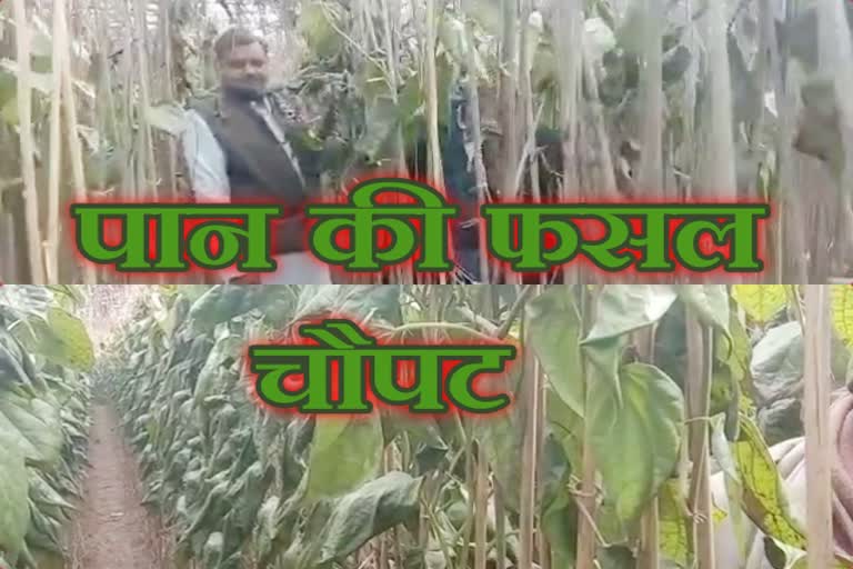 in bharatpur special news  distress on betel farming  Pan news