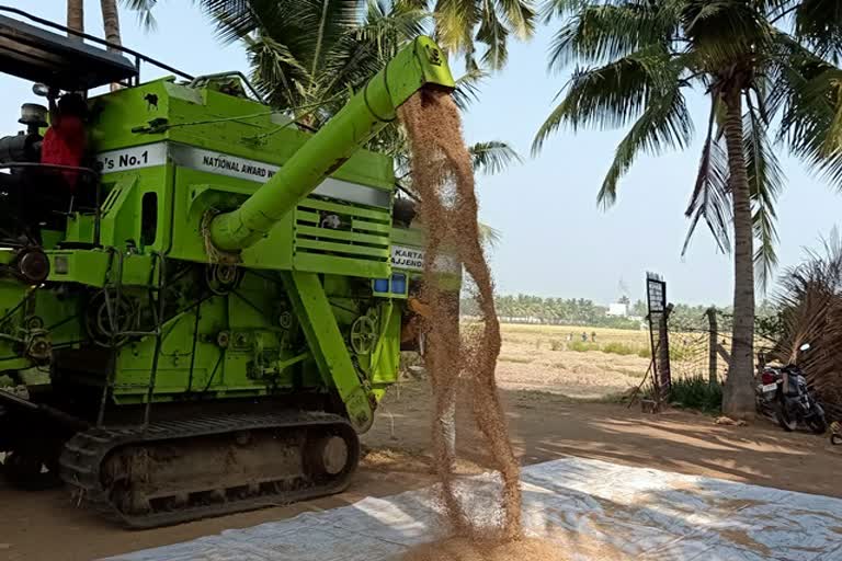 அறுவடைக்காக தயார் நிலையிலுள்ள நெற்பயிர்கள்