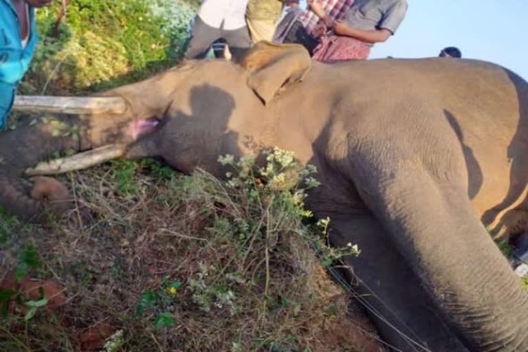 Elephant died in Chamarajanagara